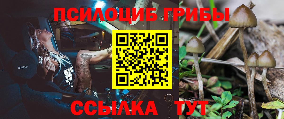 Галлюциногенные грибы Psilocybine cubensis Протвино